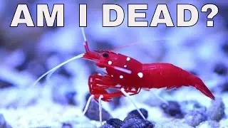 fire shrimp molting