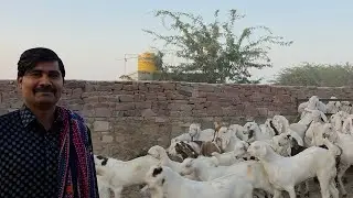 Sojat Ka Maha Mela In Pipad Jodhpur | Arbi Goat Farm Rajasthan Branch.