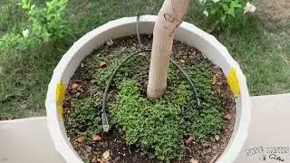 4-23-2024 White Champaca: Michelia Alba update