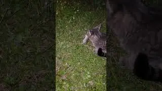 Simba eats mouse. #2023 #cats #cat #savage #mouse #florida #night