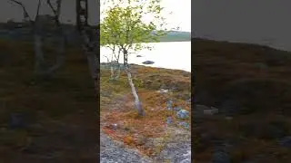 Savustettu harjus V&auml;ts&auml;rin Vainosj&auml;rvell&auml; y&ouml;tt&ouml;m&auml;ss&auml; y&ouml;ss&auml;