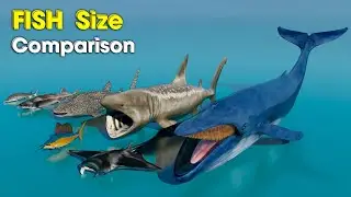 Fish Size Comparison