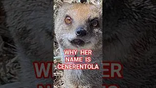 WHY THE NAME #CENERENTOLA #mongoose #mongooses #mangusta #Manguste #マングース #cynictis #Mungo #мангуста