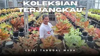 PROMO TANGGAL MUDA !!! KOLEKSIAN, LOKALAN SEMUA TERJANGKAU !!!