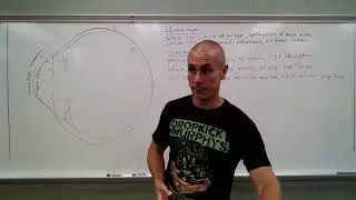 Функциональная анатомия глаза