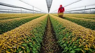 Billions of Locusts Turned Into Meat &mdash; Inside the Shockingly Efficient Processing Factories