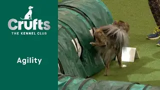 Rescue Dog Agility - That's the hatrick!
