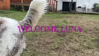 Ep. 1 Bordoodle joins our off leash board and train dog training program