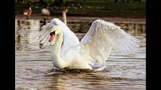 Swan Hissing Sound Loop in NatureSwan sound