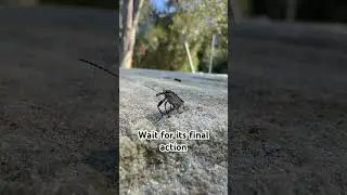 Weevil, #insect #videography #nature #defense #strategy #ecology #evolution #animals #shorts #world