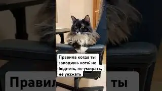 Правила когда ты заводишь кота: не беднеть, не умирать, не уезжать #bobbyboy