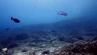 Very rare encounter with one snaggletooth shark in Crystal Bay, with Tamarind Divers