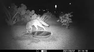 Clumsy young fox