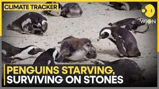 Penguins Starving Toward Extinction as Food Scarcity Devastates South Africa Colonies | WION