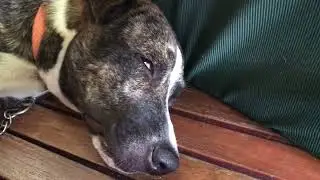 Rapid Eye Movement REM from our sleeping dog