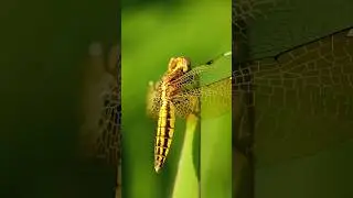 Apexel 100 mm 4k macro lens photography 😮🔥 #nature #macrophotography #macrolens #mobilephotography