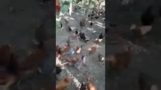 Free range Country Chicken farm contact 9049414015
