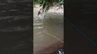 DETIK DETIK ULAR BESAR MENGHAMPIRI.. MANCING DI SUNGAI CILIWUNG