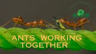 Ants - The Ultimate Teamwork Champions! | Ants working together | Nature Connection