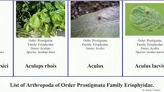 List of Arthropoda of Order Prostigmata Family Eriophyidae. aceria eriophyes aculus phyllocoptes