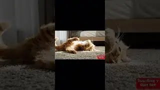 Jugando... #asmr #cat #asmreating #asmrsounds #asmrvideo