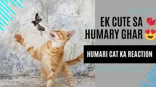 Cat ￼reaction on bird💕 #viralvideo #youtubefamily #unfrez #subscribemychannel #onthisday #Daily Vlog