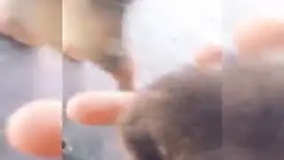 Little Garfield grow up