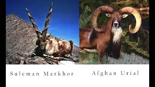Pakistan&rsquo;s National Animal &lsquo;Sulaiman Markhor&rsquo; & 'Afghan Urial'