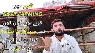 Biggest PROBLEMS of ROOFTOP GOAT FARMING and their Solutions | Goat Farming