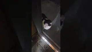 집까지 찾아온 길냥이 해