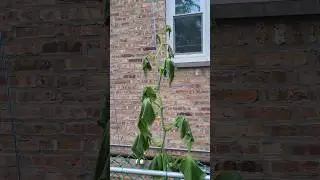 to all Gardners out there, why my cucumber is wilting 🤯