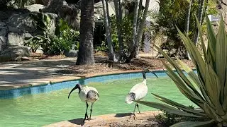 Outlet shopping followed by pool time at the JW Marriott Gold Coast - 2 day vlog!
