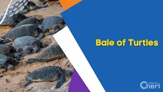 Bale of Turtles