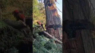 Watch This Monster Tree FAll #nature #shortsfeed #naturedocumentary #chainsaw #shortvideo #tree