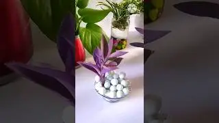 #shorts || Purple Heart Plant Potting in Water
