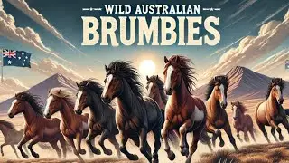 The Amazing World of the Australian Brumbies