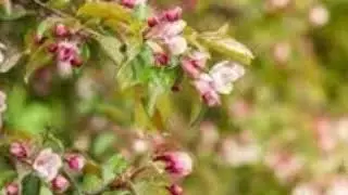 Kwitnące Jabłonie   utw&oacute;r w aranżacji i wykonaniu Jurek Bywalec 1