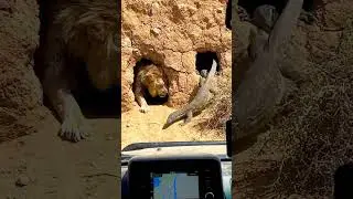The curious lion insisted on entering their house.