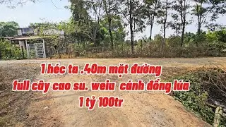 Weiu cánh đồng lúa cực đẹp.Giá ngộp. Đất bằng như sân. Full cao su. 1 héc ta. 40m mặt đường. 1,1 tỷ 