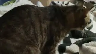 Cat spring is already here 😁