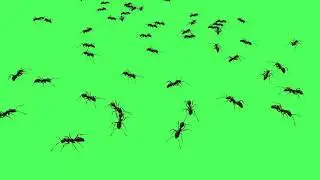 Green Screen Clips Black Ants 3D Animation