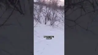 Жировка зайца беляка! #заяц #беляк #охота #лесной #hunter #hunting