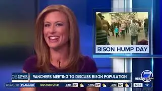 News Anchor Can't Stop Laughing At Bison Story