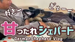 甘ったれすぎるシェパードとかまいたい飼い主の週末💕【ジャーマンシェパード】