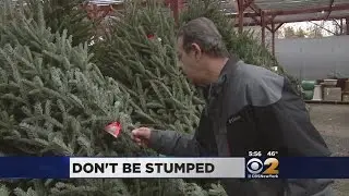 Picking Out A Christmas Tree