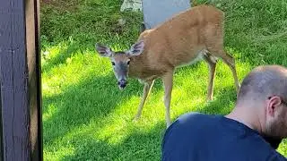 Apples for a deer.
