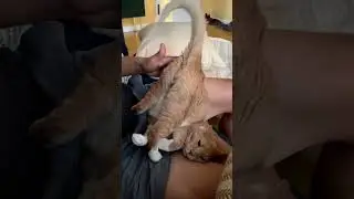 Cat Loves Butt Pats