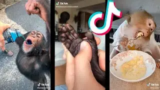 Tik Tok de Monos Graciosos #2 | Funny Monkeys 🐵😂