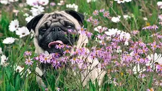 Keeping Your Pug and Small Pet Safe A Guide to Interacting Responsibly
