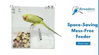 Birdie Butler Acrylic Bird Feeder | Breeders Secret Bird Products